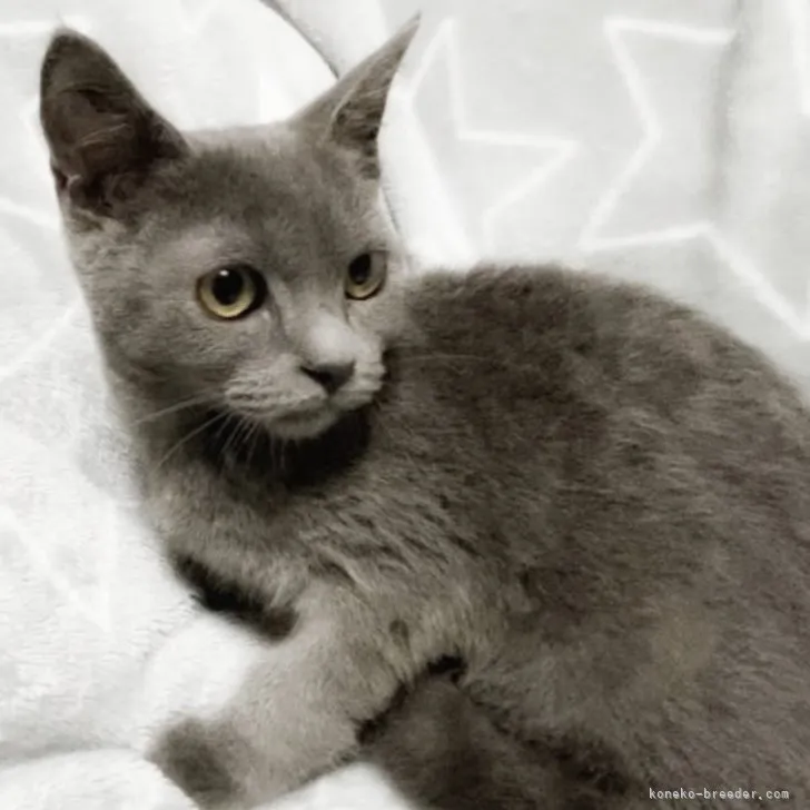 ID:2306-03665の子猫