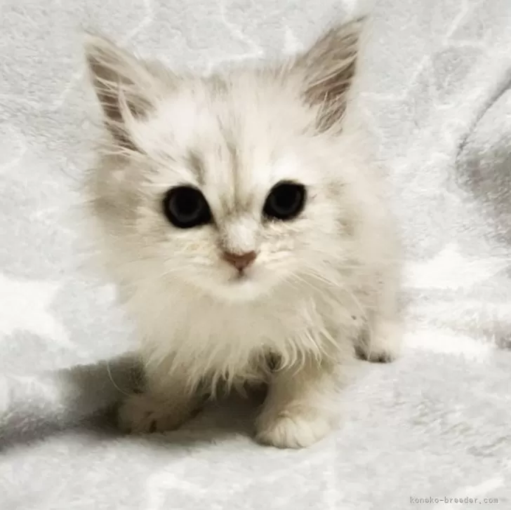 ID:2407-02220の子猫