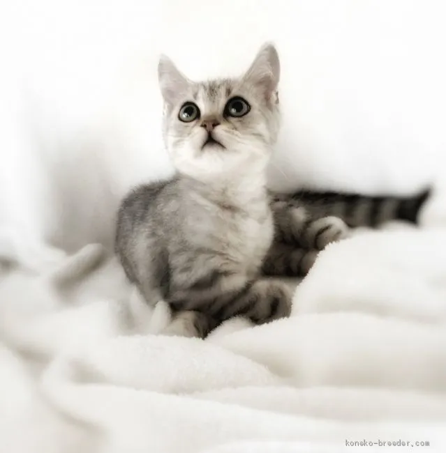 ID：2002-00456の子猫