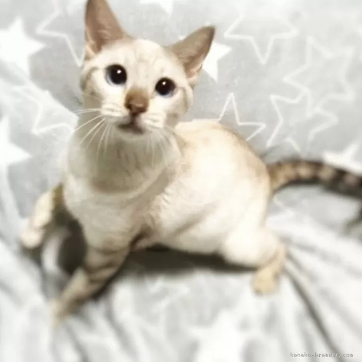 ID：2411-02156の子猫