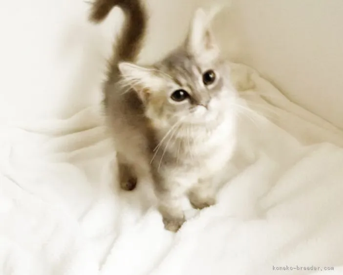 ID:2110-01114の子猫
