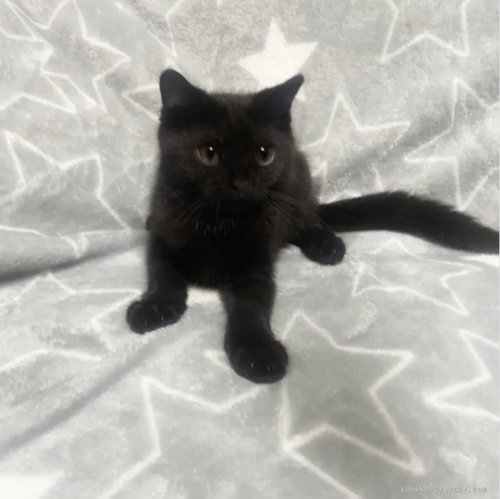 ID:2307-03570の子猫