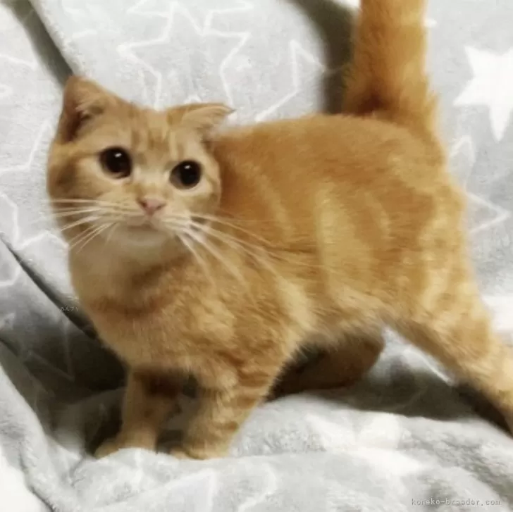 ID:2403-00477の子猫
