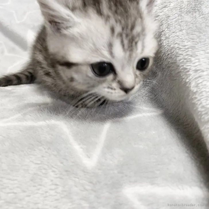 ID:2307-02994の子猫