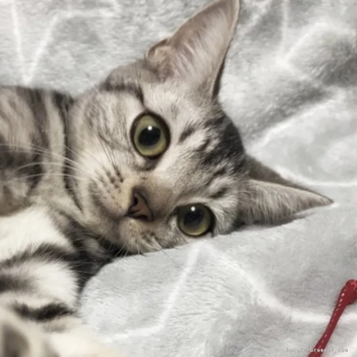 ID:2310-01491の子猫