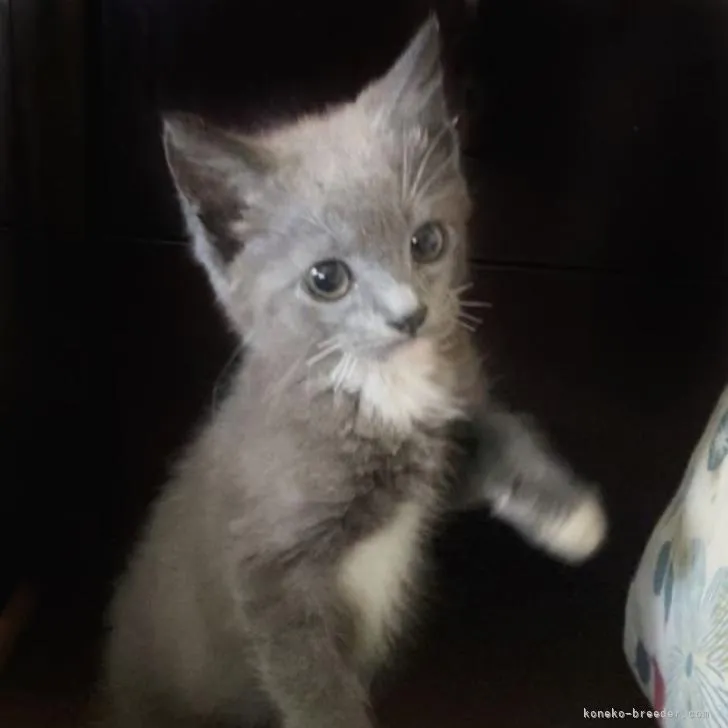 ID:2210-02770の子猫