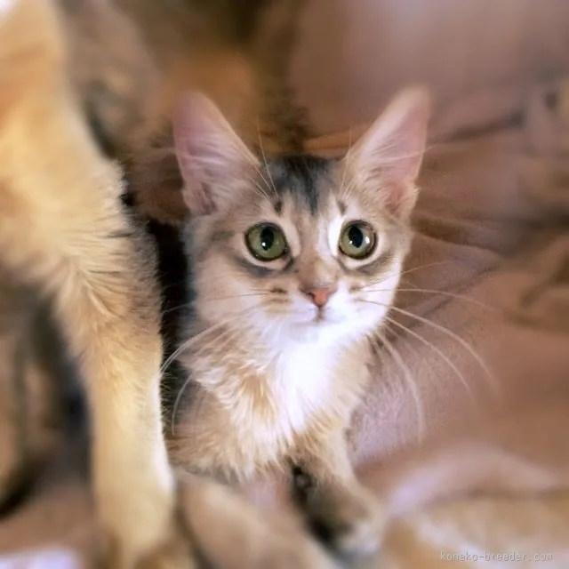 ID:1601-00376の子猫