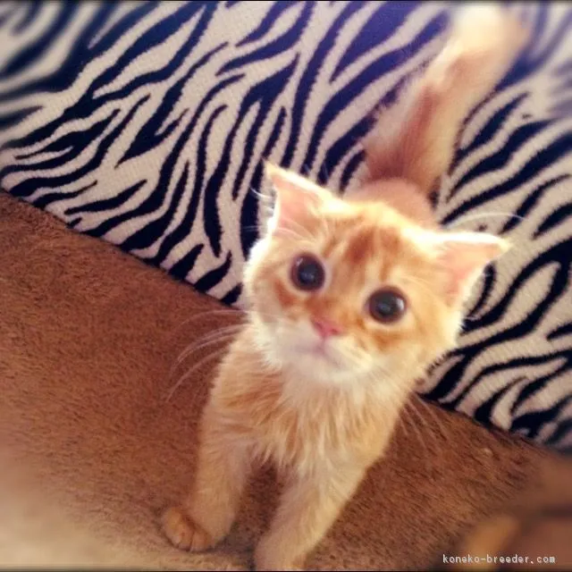 ID:1610-00510の子猫