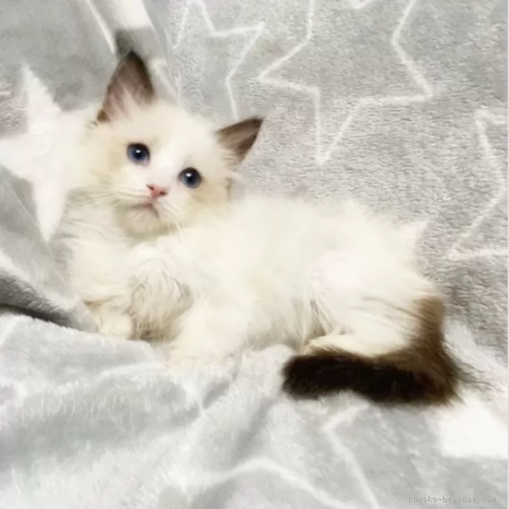 ID:2408-02819の子猫