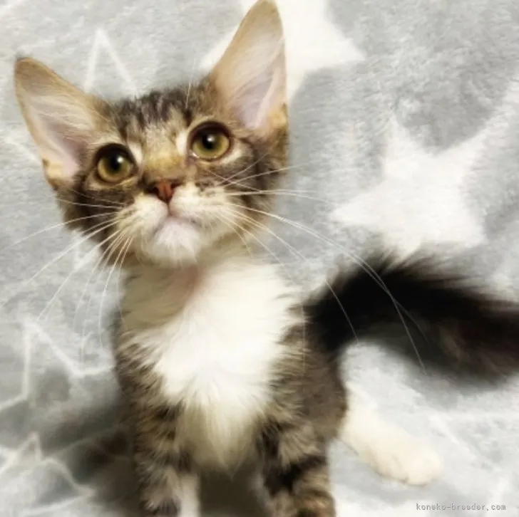 ID：2309-01100の子猫