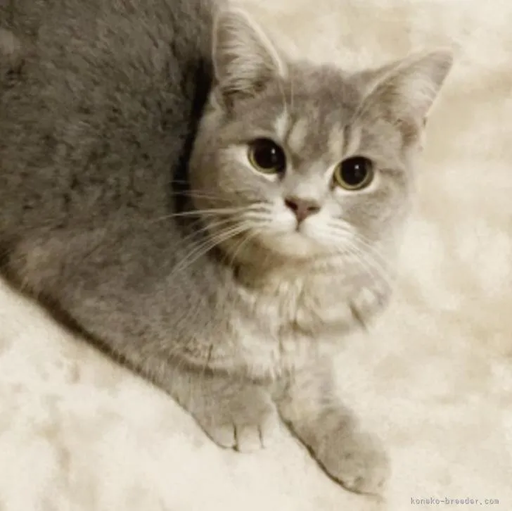 ID:2301-02005の子猫