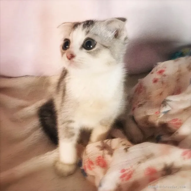 ID:1806-00327の子猫