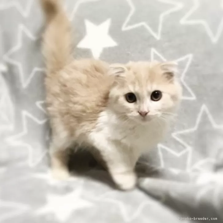 クリリンまま 様のお迎えした子猫