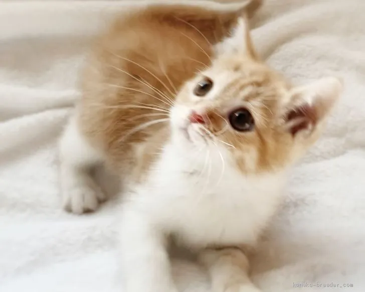 ID:2012-01182の子猫