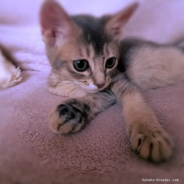 ID:1512-00284の子猫