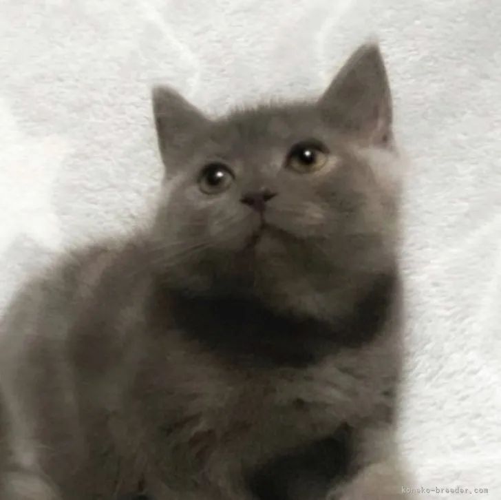 ID:2309-01420の子猫