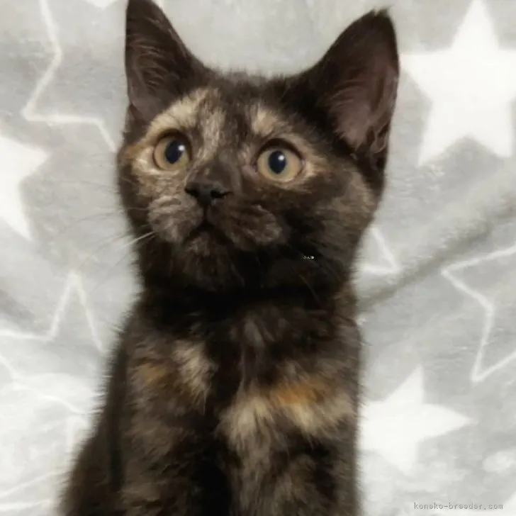 ID:2308-03255の子猫