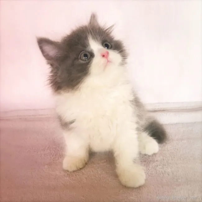 ID:1807-01653の子猫