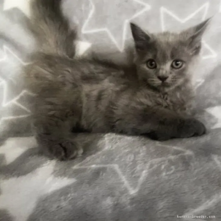ID:2306-03262の子猫