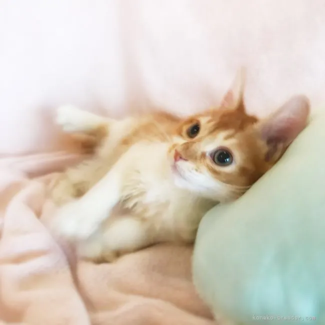 ID：1811-01041の子猫