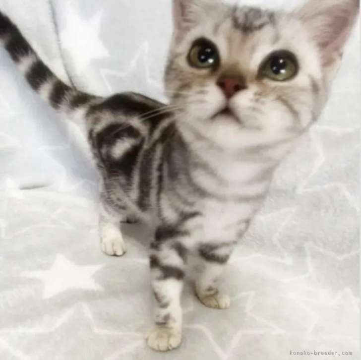 ID：2310-01784の子猫
