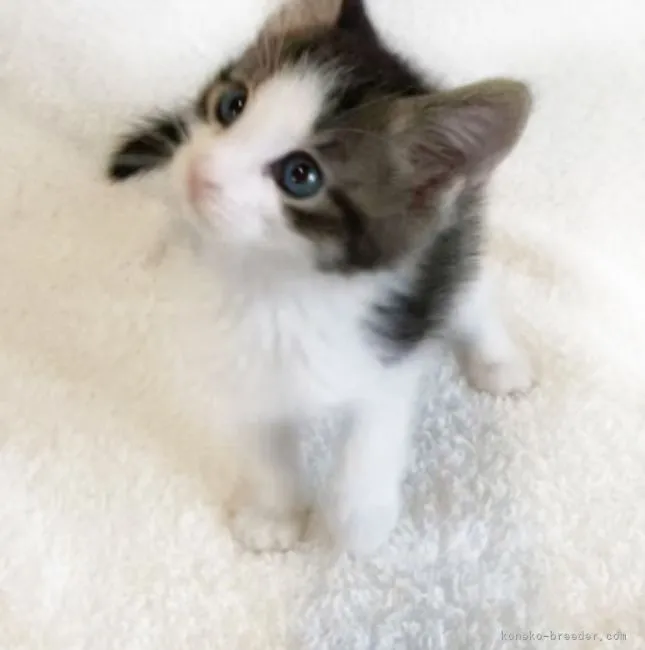 ID:2205-01951の子猫