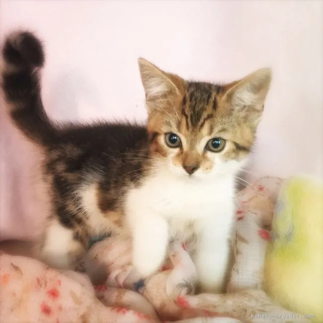 ID：1806-00280の子猫