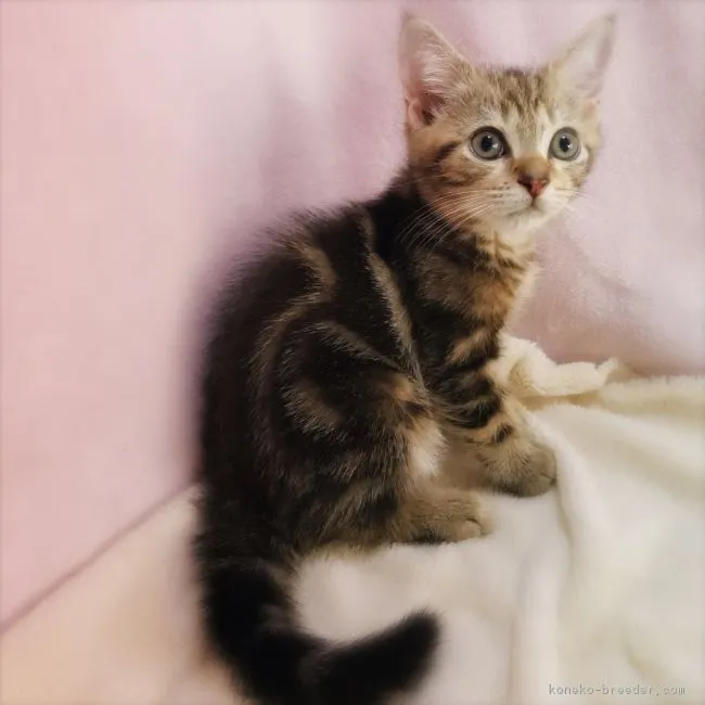 ID:1807-00612の子猫