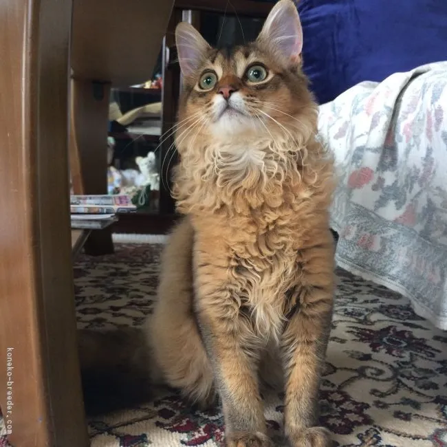 ID:1703-00462の子猫