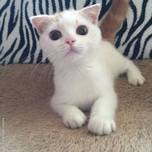 ID:1610-00511の子猫