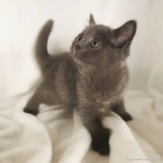 ID：1903-00272の子猫