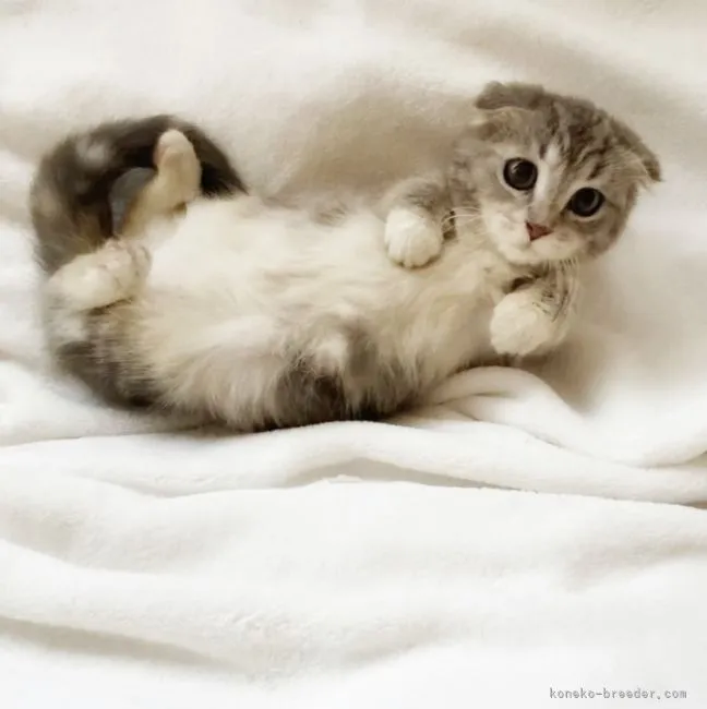 ID:2104-02162の子猫