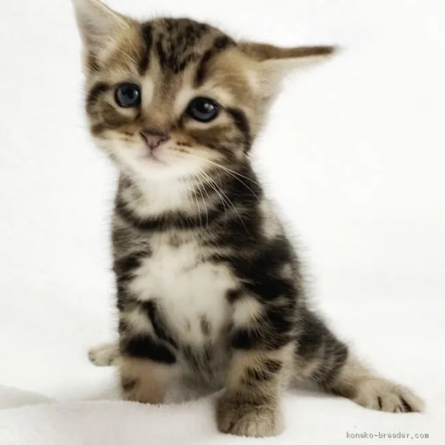 ID:2010-01440の子猫