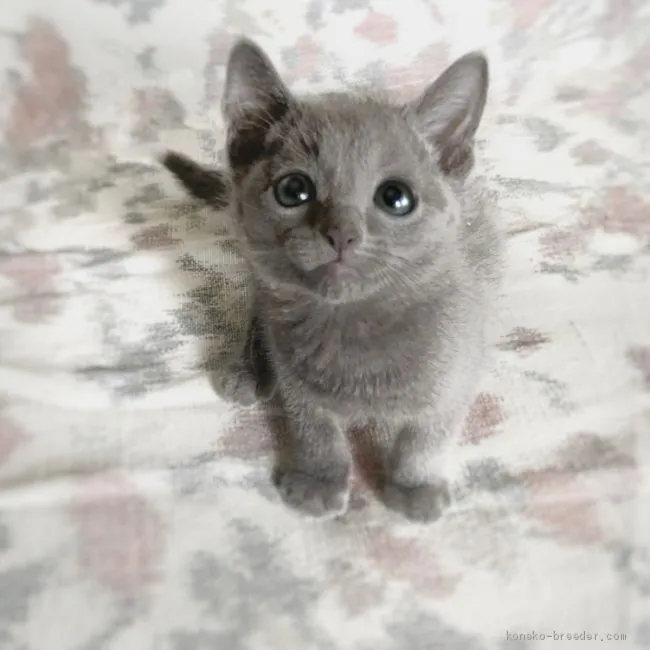 ID:2010-00501の子猫