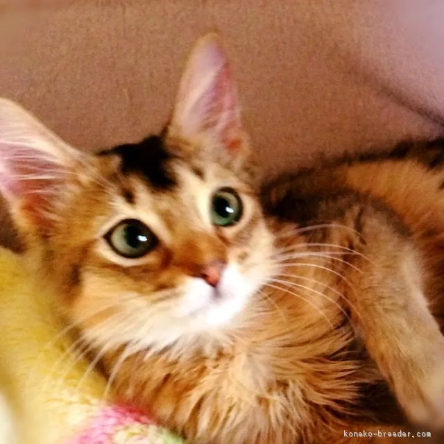ID:1605-00382の子猫