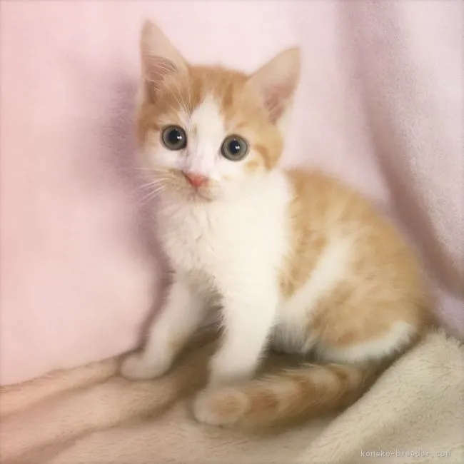 ID:1808-00383の子猫