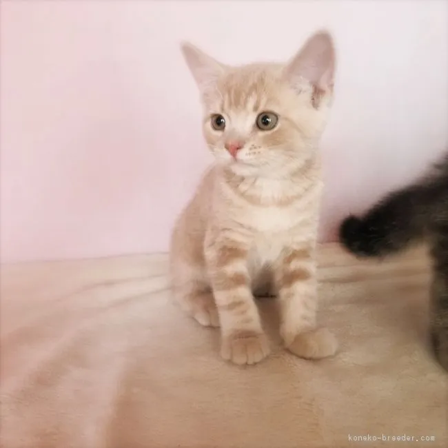 ID:1807-00608の子猫