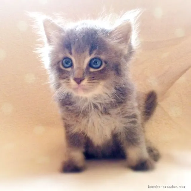ID:1611-00032の子猫