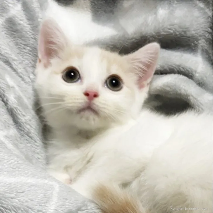 ID:2308-00088の子猫