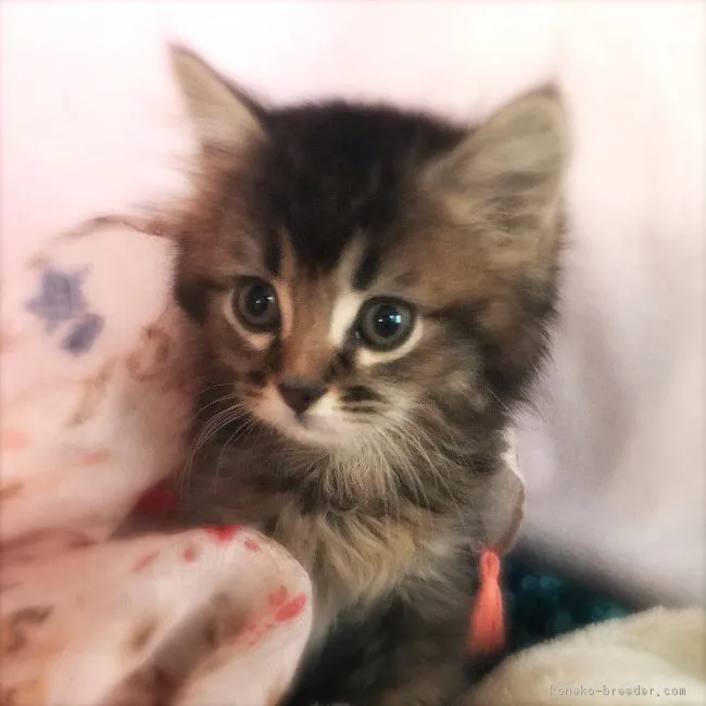 ID:1806-00329の子猫
