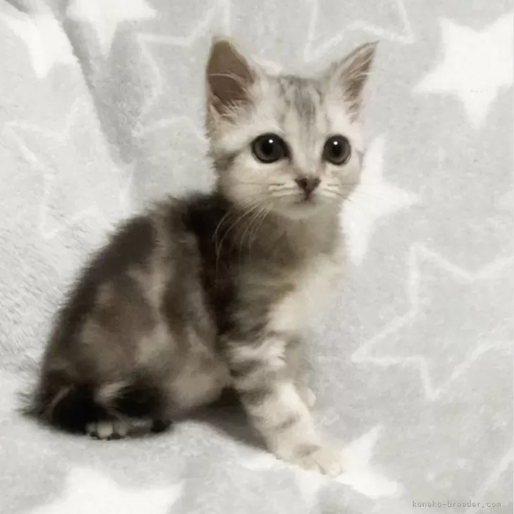 ID：2407-00435の子猫