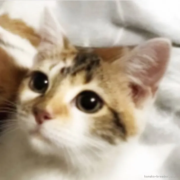 ID：2308-03244の子猫