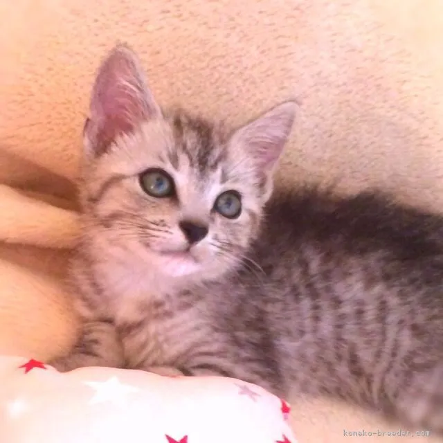 ID：1606-00381の子猫