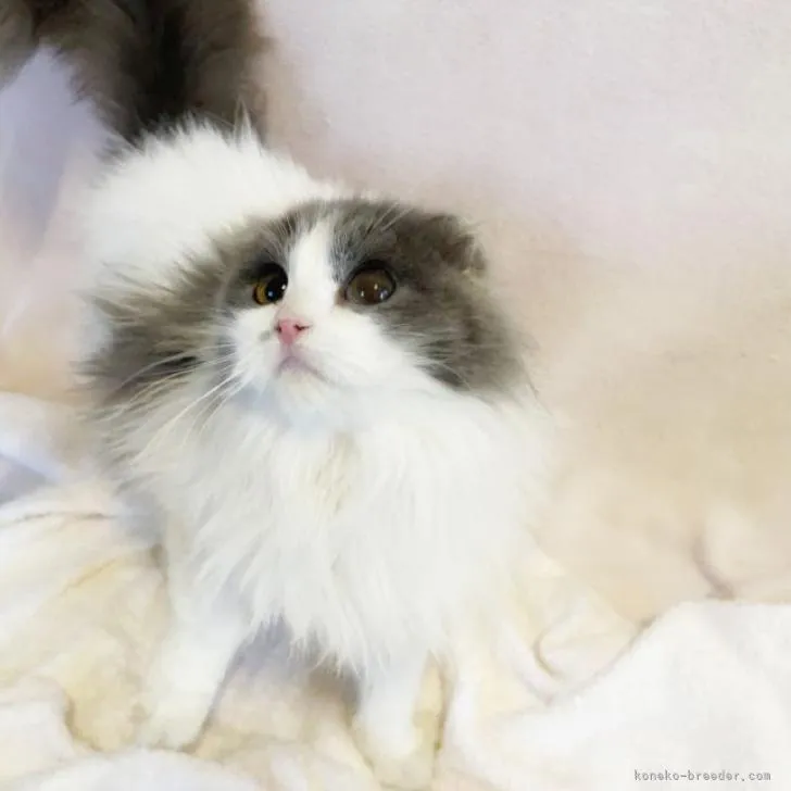 ID：2301-00043の子猫