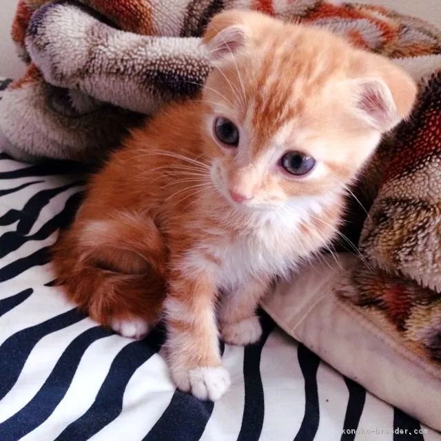 ID：1604-00651の子猫
