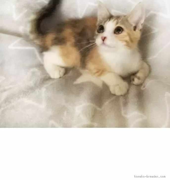 ID：2408-02887の子猫