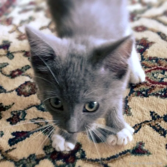 ID:1605-00260の子猫