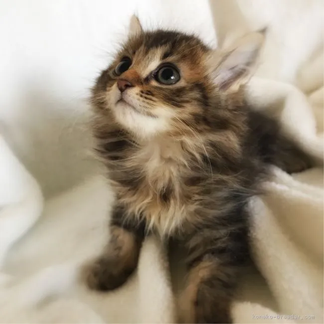 ID：1903-00281の子猫