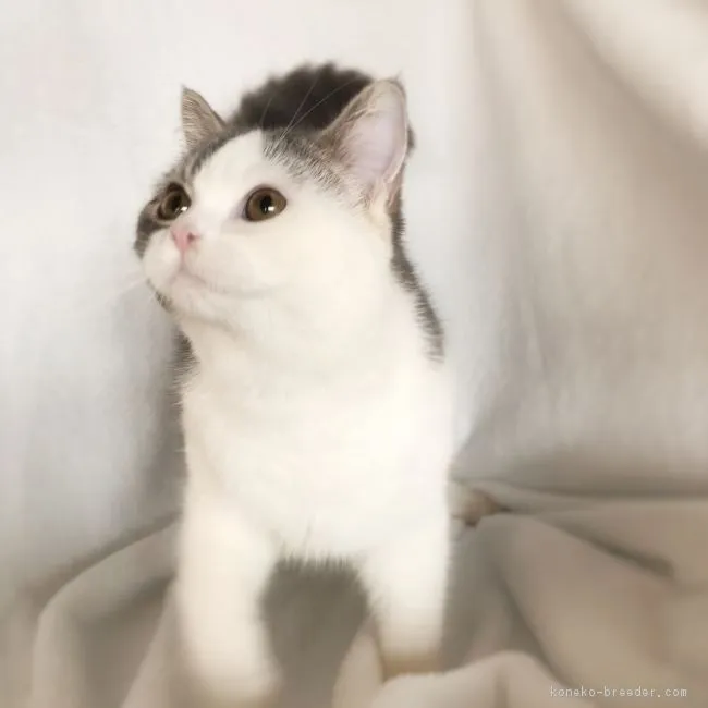 ID：1812-01018の子猫