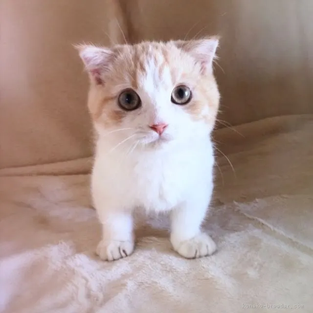 ID:1711-00481の子猫